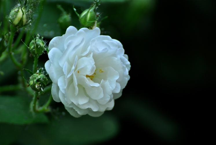 花卉摄影〕--白蔷薇花